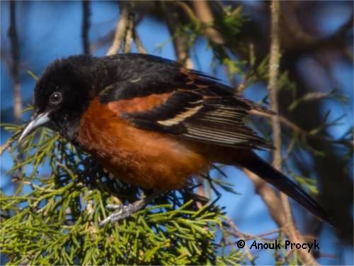 Photo d'un oriole des vergers mâle