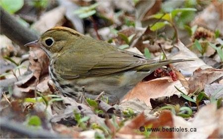 Photographie d'une paruline couronn�e
