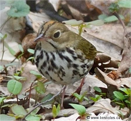 Photo d'une paruline couronn�e
