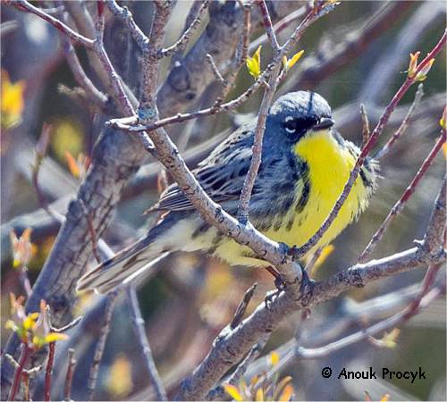 Photo d'une paruline de Kirtland