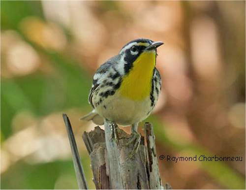 Photo d'une paruline à gorge jaune