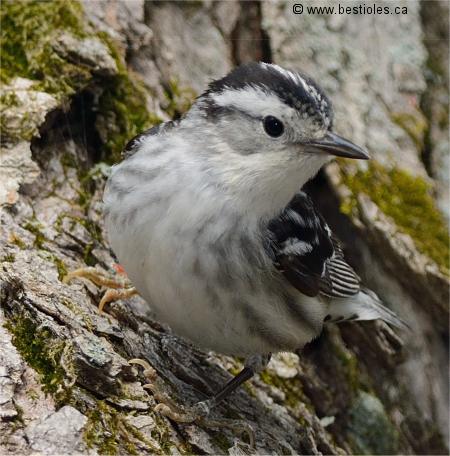 Photo d'une paruline noir et blanc de face