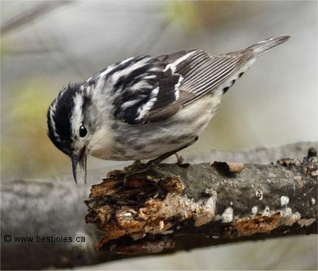 Photo d'une paruline noir et blanc femelle