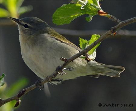 Photo d'une paruline obscure m�le