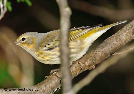 Photographie d'une paruline tigr�e femelle