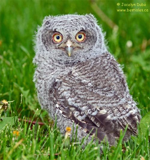 Photo d'un b�b� petit duc macul�