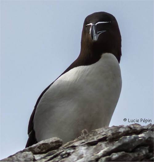 Photo d'un petit pingouin