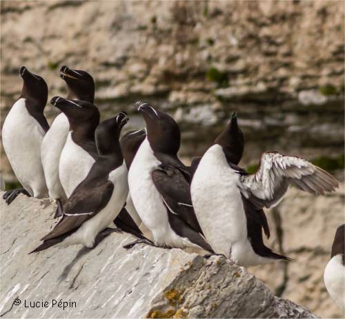 Groupe de petits pingouins