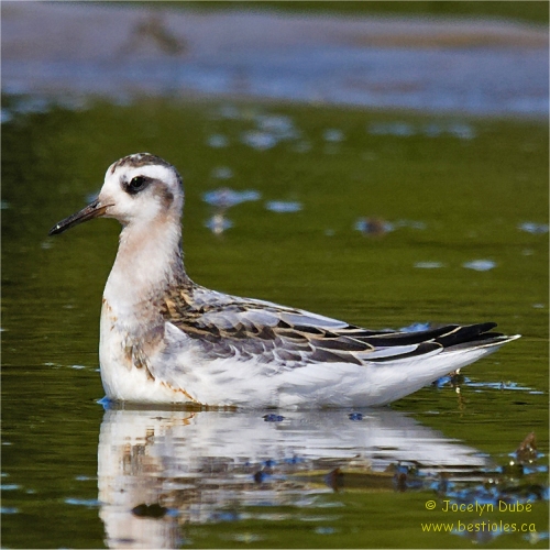 Photographie de phalarope � bec large (plumage hivernal)