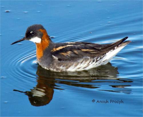 Photographie de phalarope � bec �troit