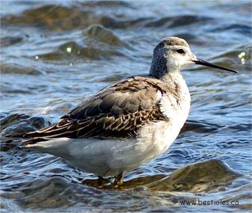 Photographie de phalarope de Wilson