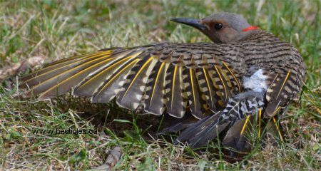 Photo des plumes d'un pic flamboyant qui étire une aile
