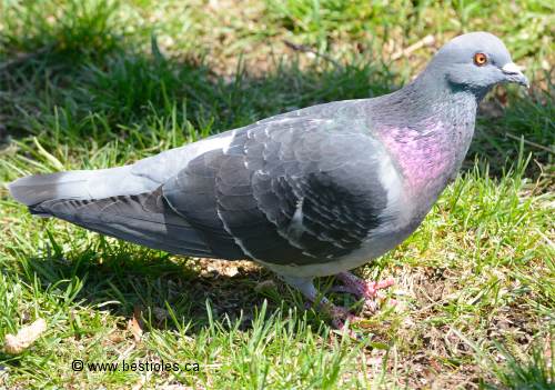 Photo de pigeon