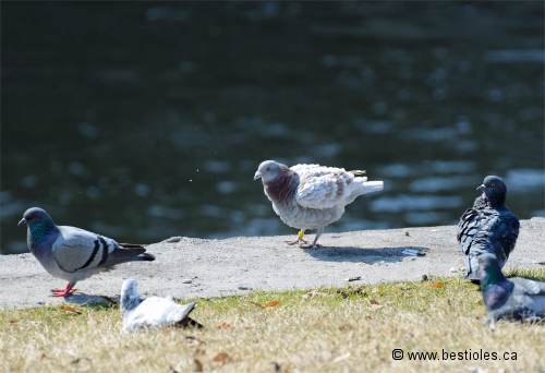 Photo de pigeons