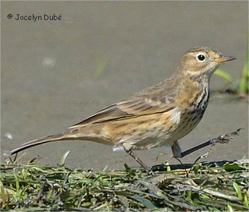 Pipit d'Amérique