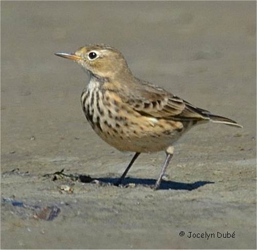 Photo d'un pipit d'Amérique