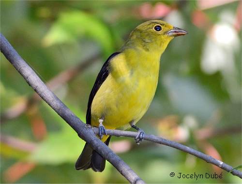 Piranga �carlate m�le en plumage hivernal