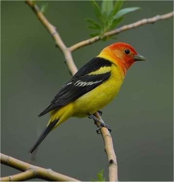 Photo de piranga à tête rouge mâle
