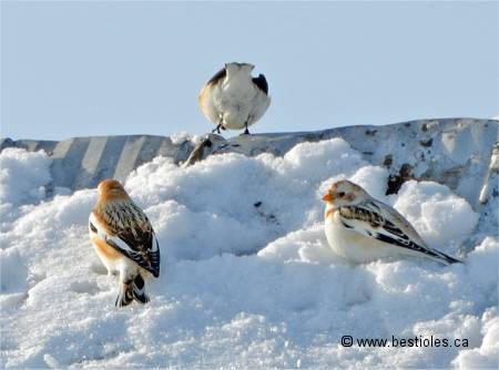 Photo de plectrophanes des neiges
