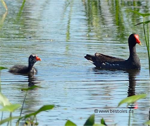 Photo de poule d'eau (gallinule)