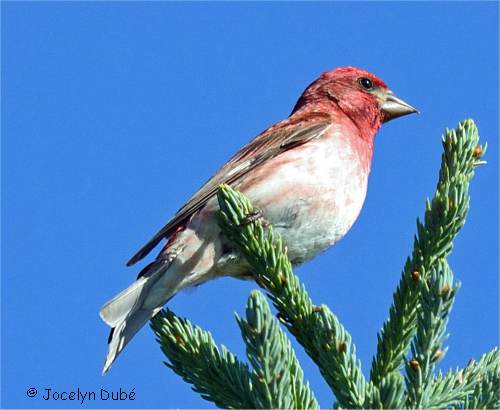 Photo d'un roselin pourpré mâle