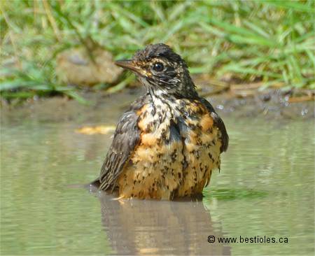 Photo d'un rouge-gorge qui prend son bain