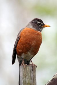 Photo d'un rouge-gorge