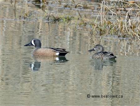 Photo d'un couple de sarcelles � ailes bleues
