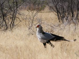 Photo de serpentaire