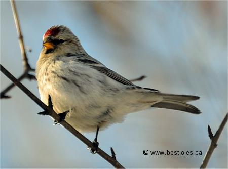 Photo d'un sizerin flamm� femelle