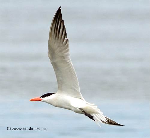 Sterne caspienne en vol