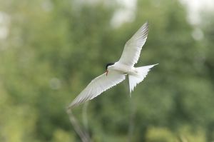 Photo d'une sterne pierregarin