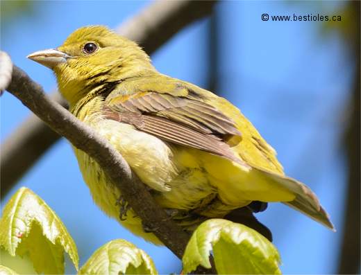 Photo d'un piranga �carlate femelle