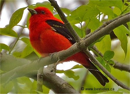 Photo d'un tangara �carlate sur une branche