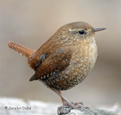 Photo d'oiseau de la famille des troglodytid�s (troglodite des forets)