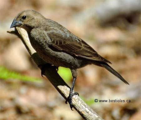 Photo de vacher (femelle)