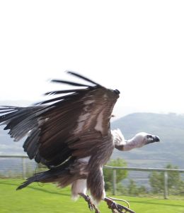 Photo d'un vautour au vol