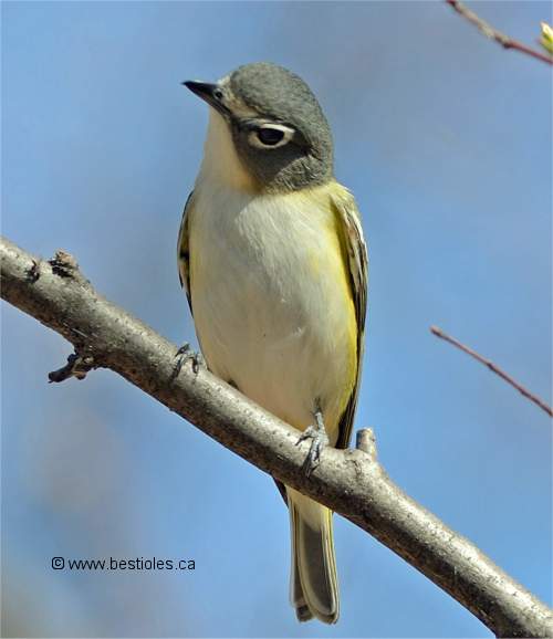 Photo d'un vir�o � t�te bleue