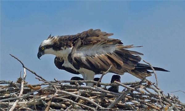 Photographie d'un balbuzard pêcheur sur son nid avec ses petits