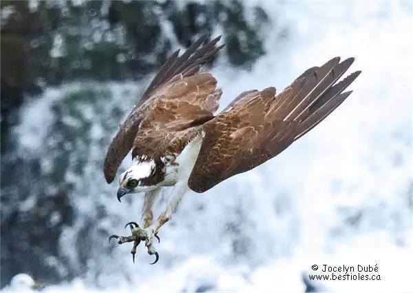 Photo d'un balbuzard pêcheur qui plonge sur une proie