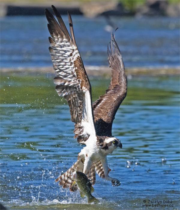 Photo d'un balbuzard pêcheur qui a capturé sa proie