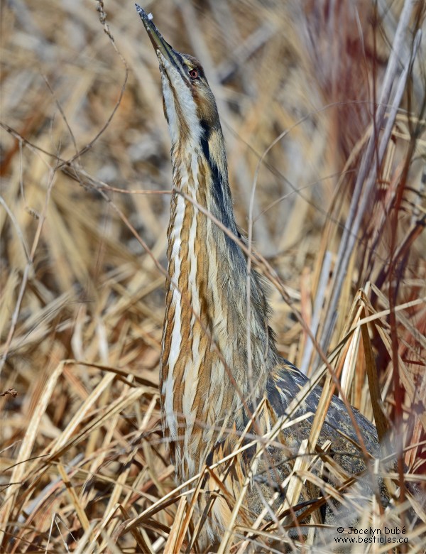 Photo d'un butor d'Amérique qui s'étire pour se camoufler