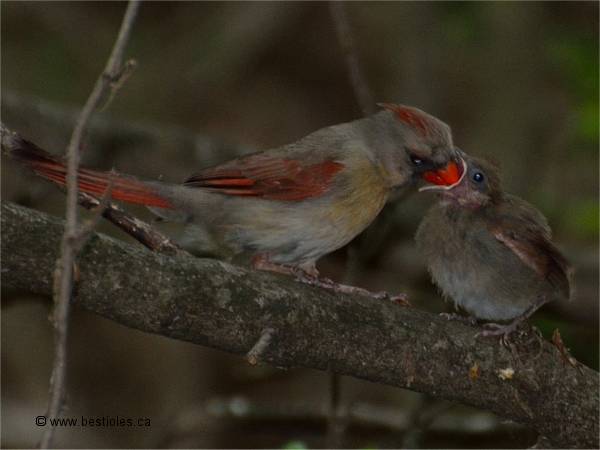 Photo d'une femelle cardinal qui nourrit son bébé