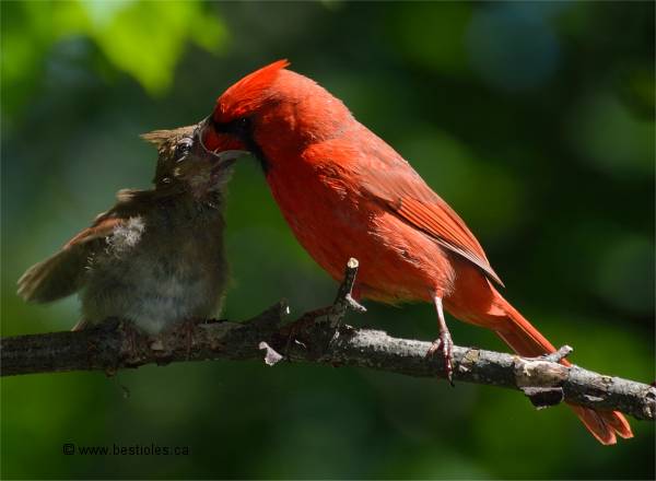 Photo d'un cardinal mâle qui nourrit son bébé