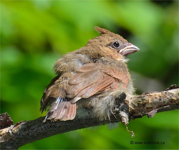 Photyographie d'un bébé cardinal