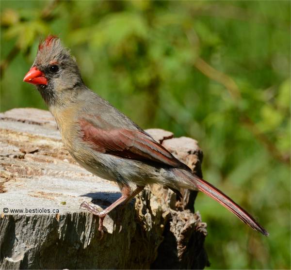 Photographie d'un cardinal rouge femelle