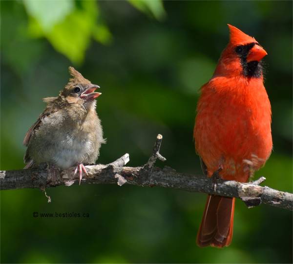 Photographie d'un cardinal rouge immature et un adulte