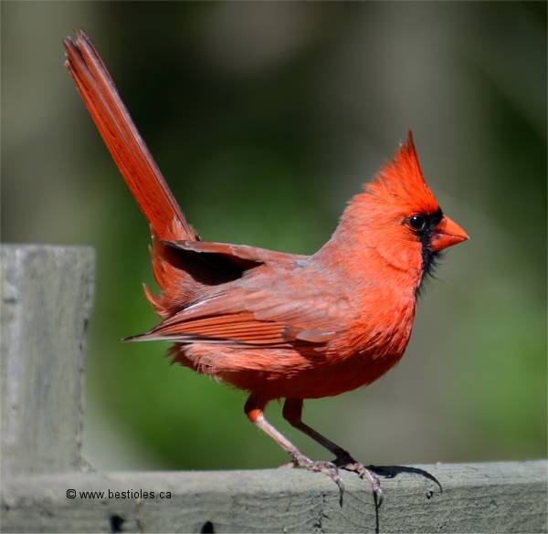 Photo d'un cardinal rouge m�le