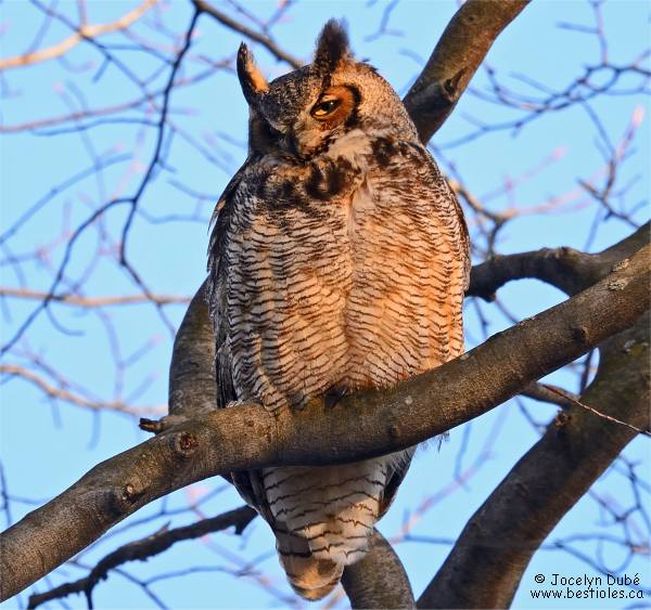 Photo d'un grand duc perché sur une branche