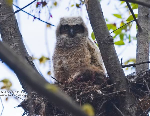 Photo d'un bébé grand duc sur son nid